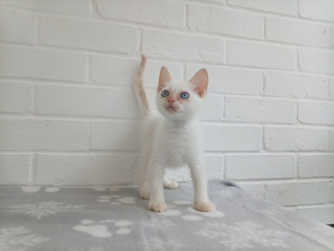 Ragdoll cross male kitten ready now
