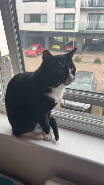 Cat for sale.