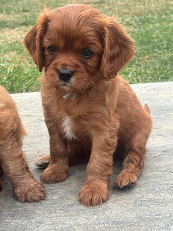 KC Reg Ruby boy