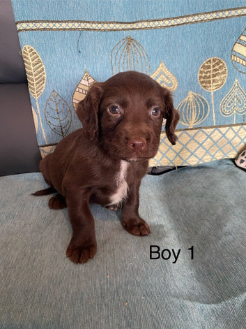 Beautiful cocker spaniel puppies