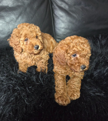 Miniature poodles girls