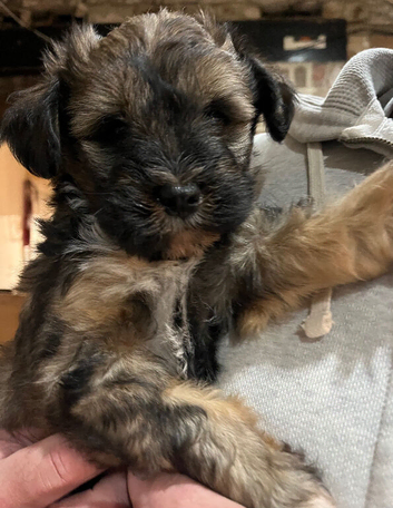 Tibetan Terrier puppy