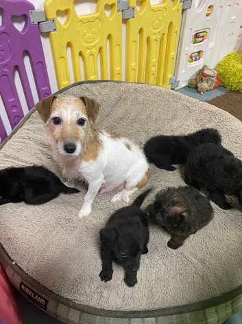 Jackapoo F1 Puppies
