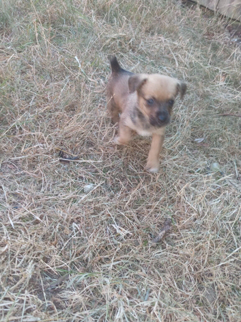 Jackrussle terrier puppies
