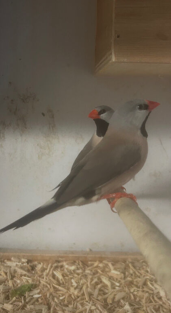 Pair of hex finches