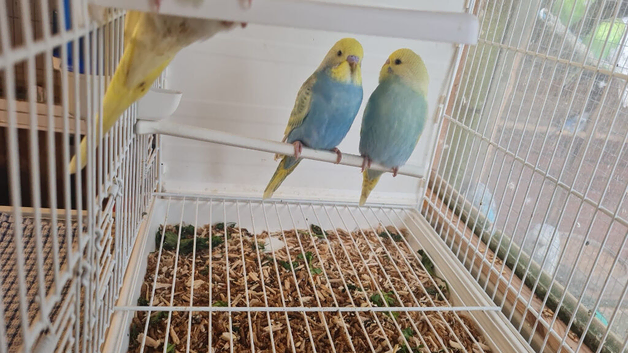 Baby budgies