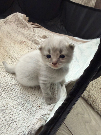 Ragdoll kittens