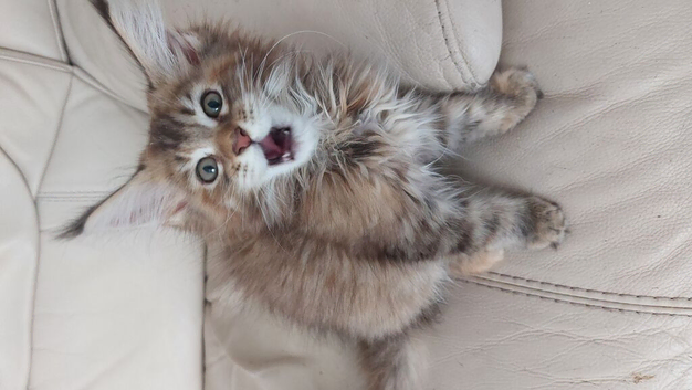 Mainecoon kittens for sale