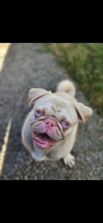 Pink pug