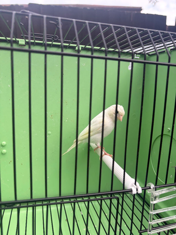 Canary's