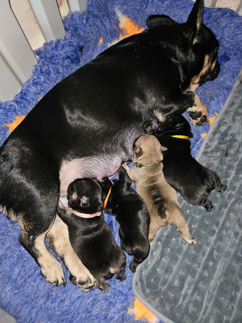 Pedigree French bulldog puppies.