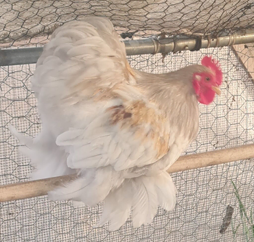 Pekin cockerels