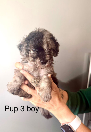Cockapoo puppies