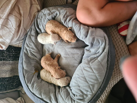 Puppies for sale girls 2500 and boys 2000