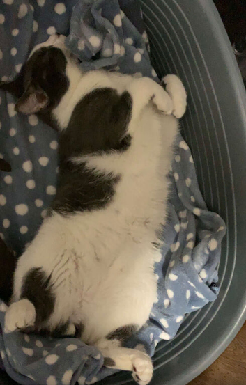 White and grey cat