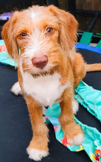 1 Year Old Boy Cockapoo