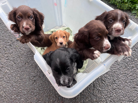 KC reg cocker spaniel pups