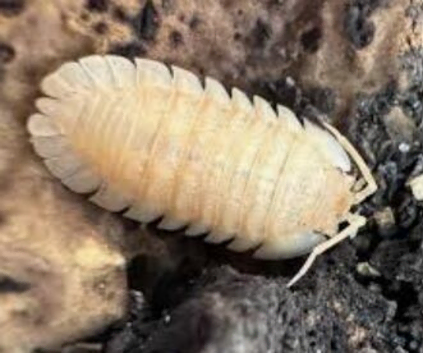(UK WIDE SHIPPING) Orange pallasii isopods for sale UK