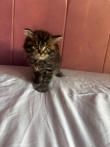 Ragdoll x british longhair