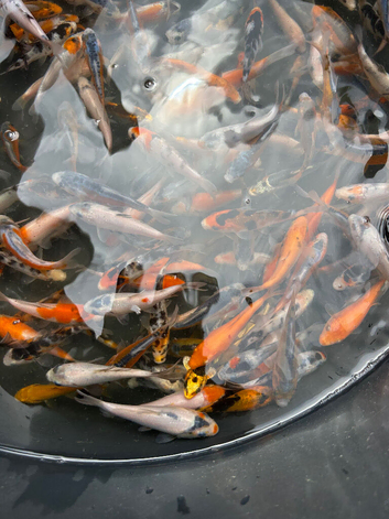Koi for sale