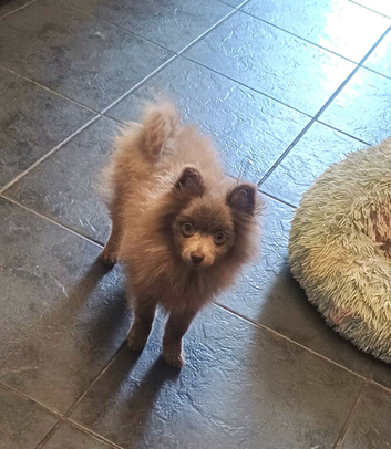 Beautiful lilac pomeranian girls