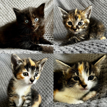 Female Kittens Looking for Forever Homes️