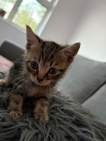 3 male kittens, 1 tabby & 2 black