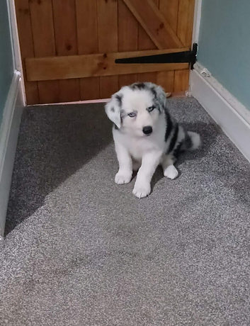 Border collie puppies