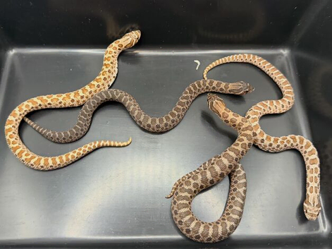 Variety of Western Hognose Hatchlings