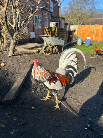 Spangled Morgan whitehackle American gamefowl. Not Oxford old English/ shamo