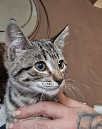 Savannah Mainecoon Cross Kitten