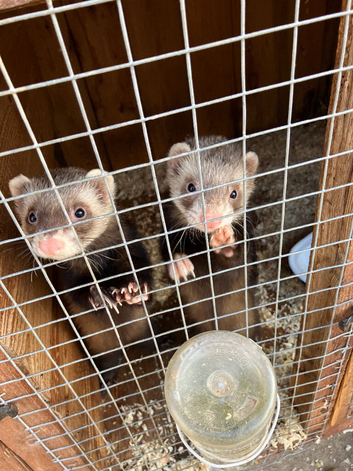 Tame polecat ferrets