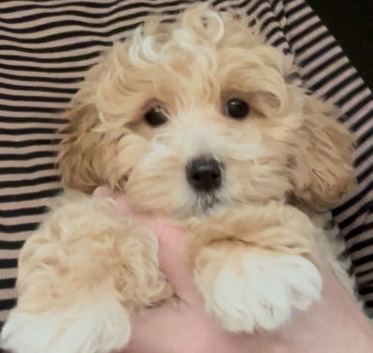 F1 Maltipoo puppies DNA tested Clear