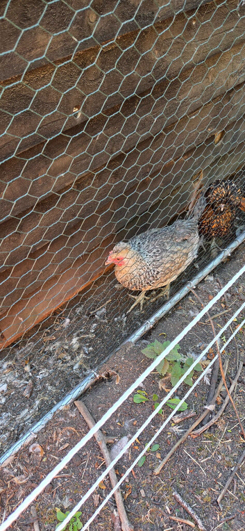 Variety of chicken for sale