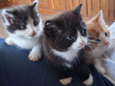 Three beautiful tame kittens