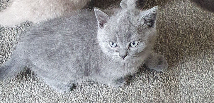 British short hair kitten