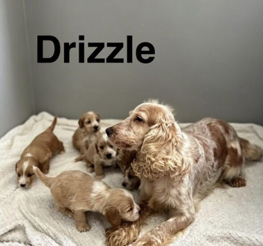 Drizzle light cockapoos boys