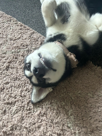 9 months old