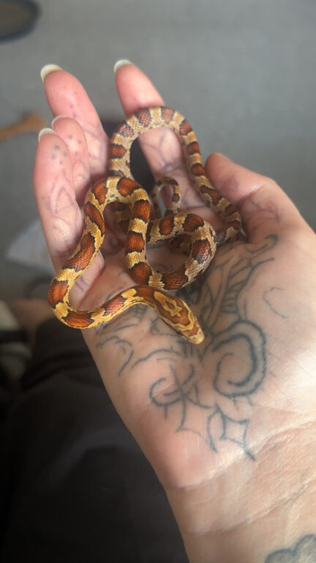 Baby corns