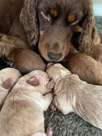 F1 small mini cockapoos various colours 30 dna health tested clear