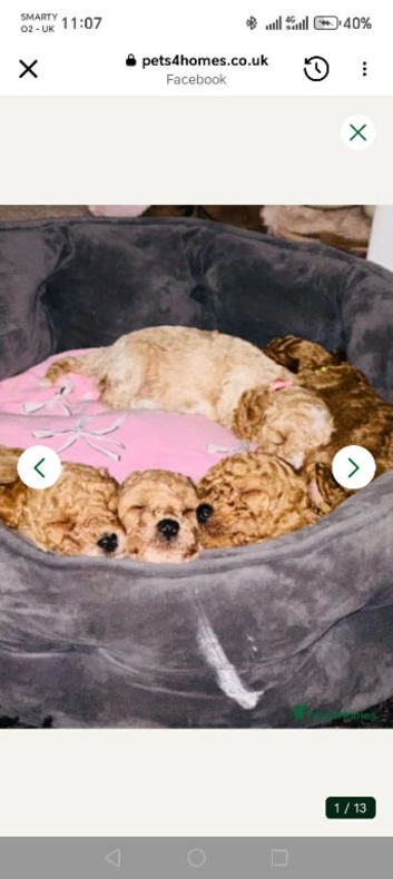 5 beautiful cockapoo puppies