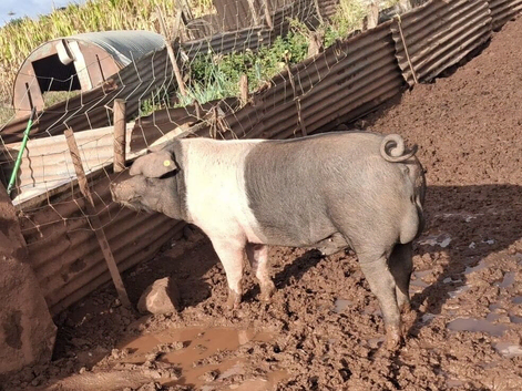 Saddleback boar for hire