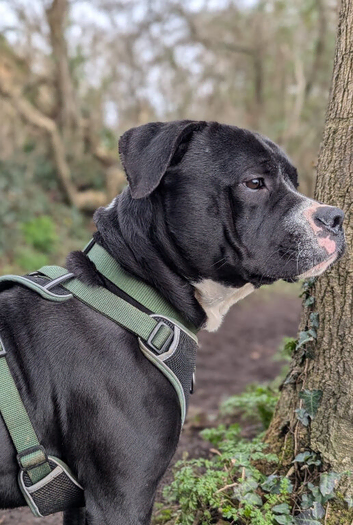 Large cross breed looking for forever home