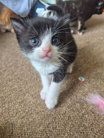 2 lovely 8 week old kittens for sale