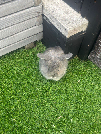 Mini lop baby rabbit !!