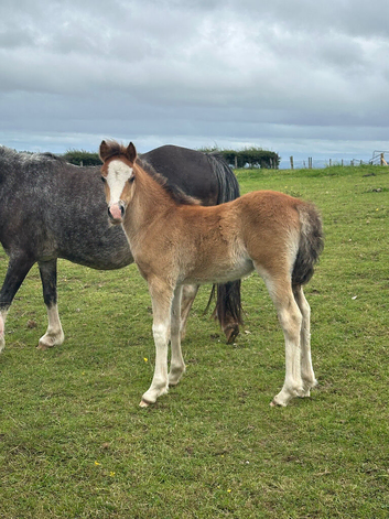Registered Welsh Section C Filly Foal