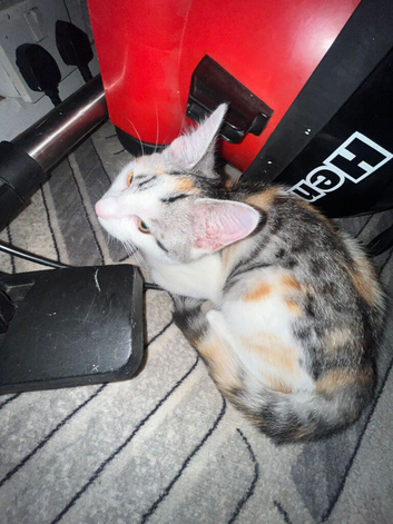 9 week old calico kitten looking for forever loving home