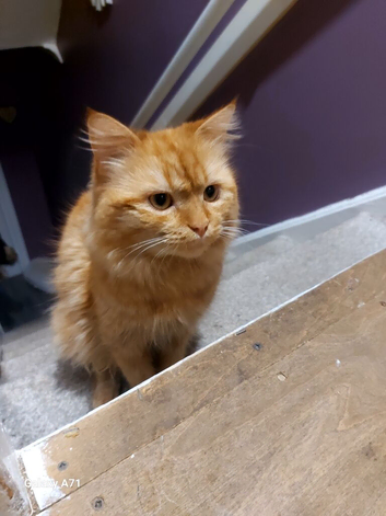 Rehome