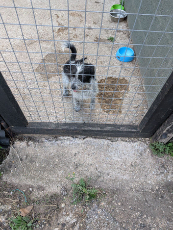 Terrier x patterdale jack Russell