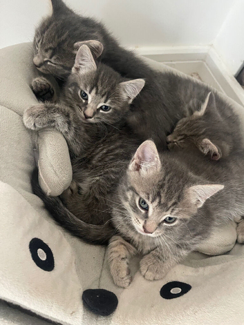 kittens